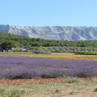 Local wine travel expert in Provence, France